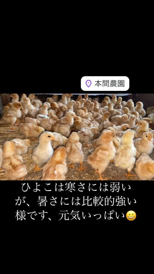 自然養鶏法 | ほんまの卵 本間農園